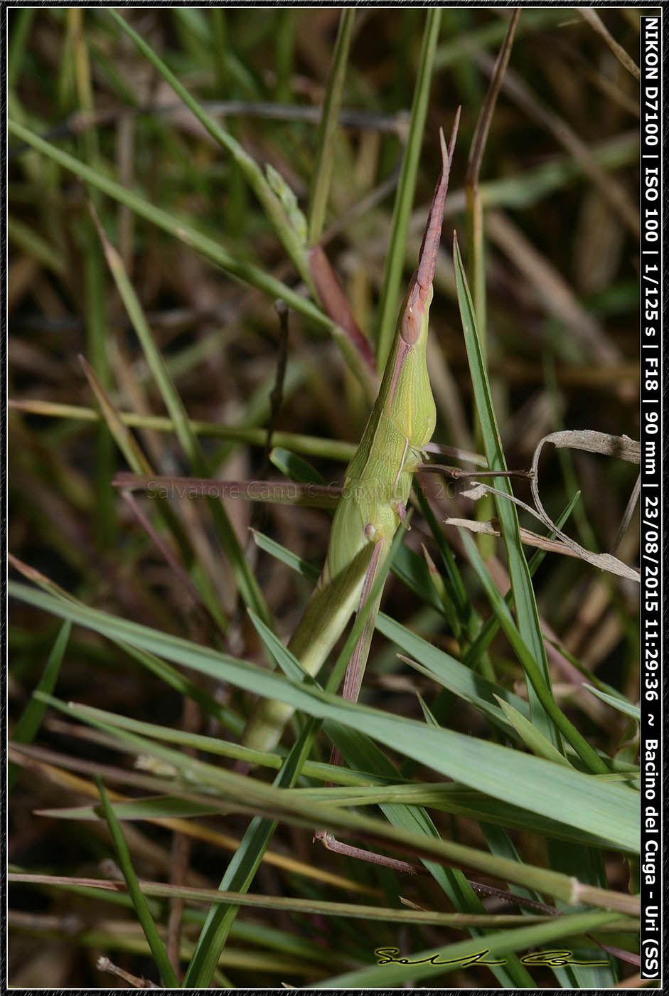 Acrida cfr. ungarica mediterranea.
